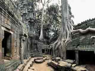  カンボジア:  
 
 Ta Prohm